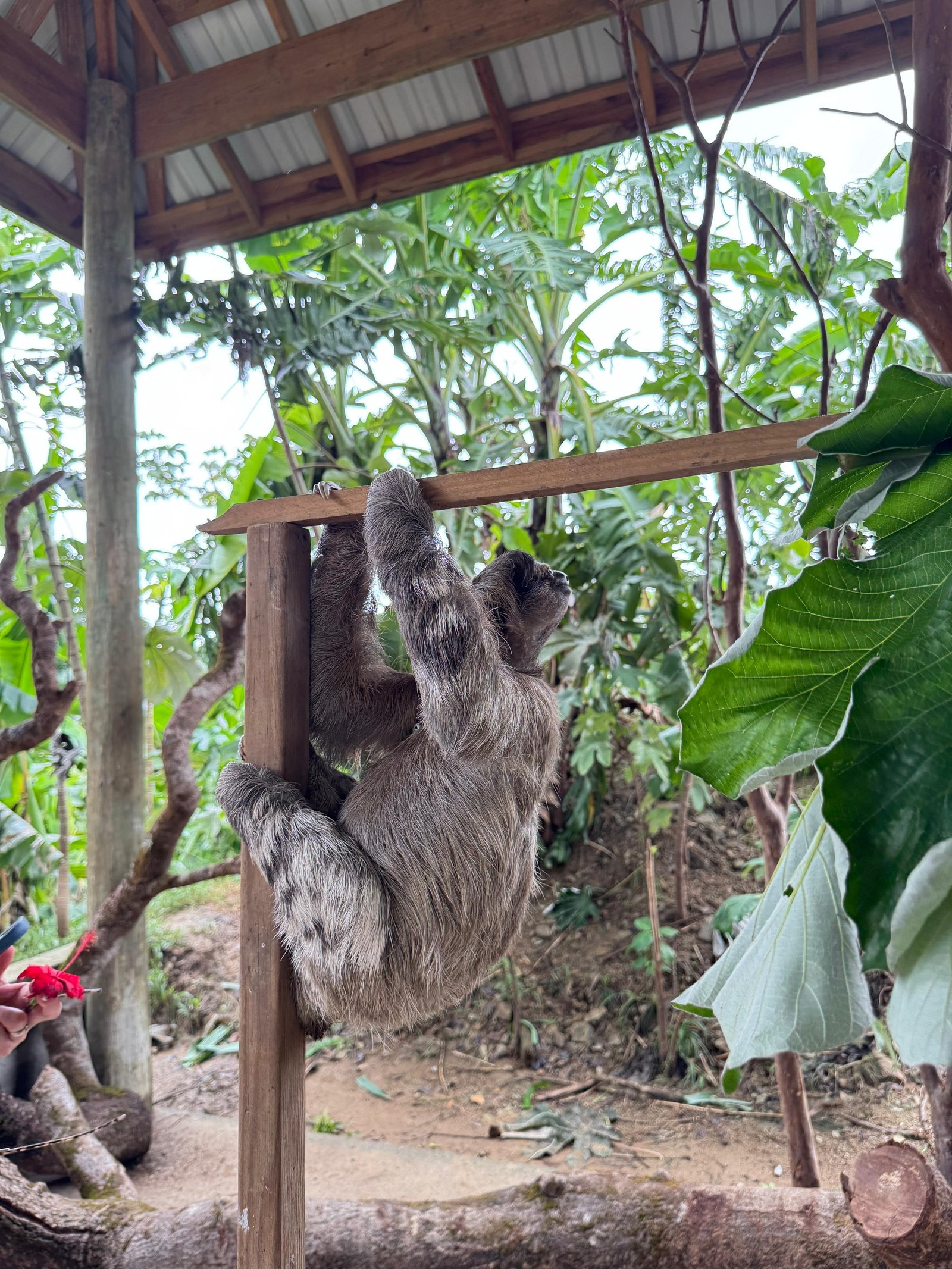 Roatan City Tour